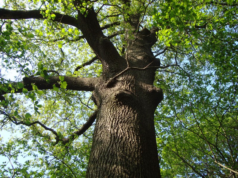 Oak