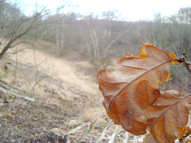 Autumn Oak