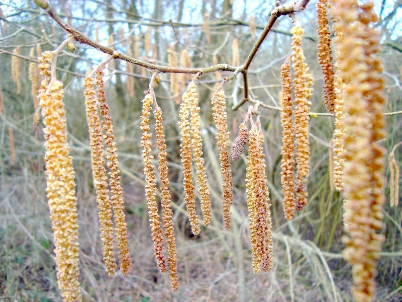 Catkins