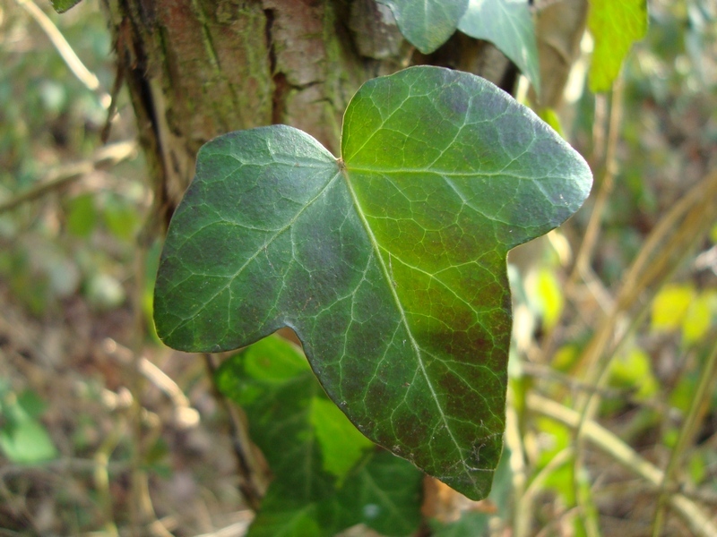 Ivy Leaf