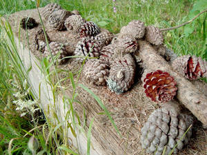 Autumn Cones