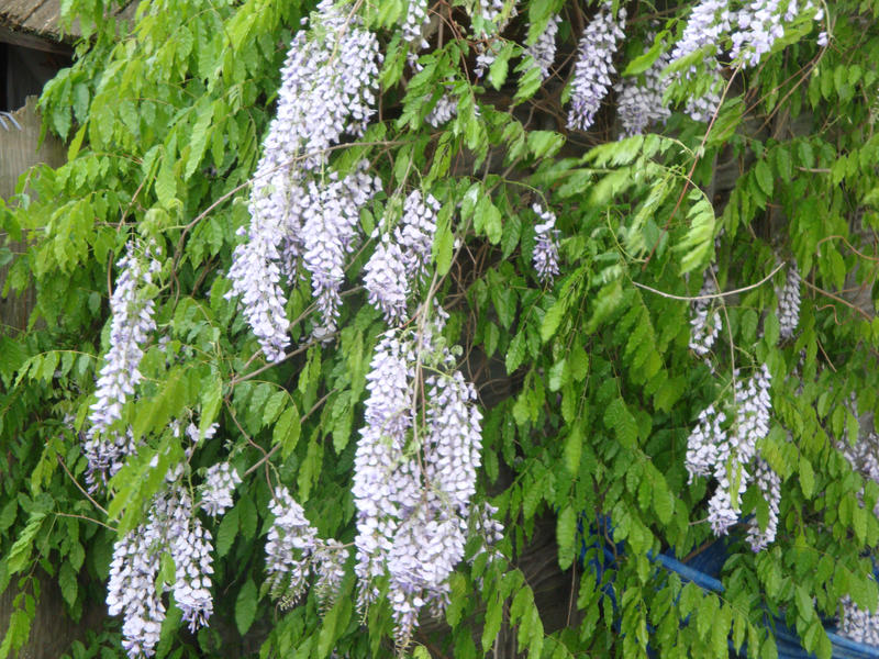 Wisteria 2