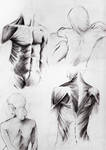 anatomy by ilaBarattolo
