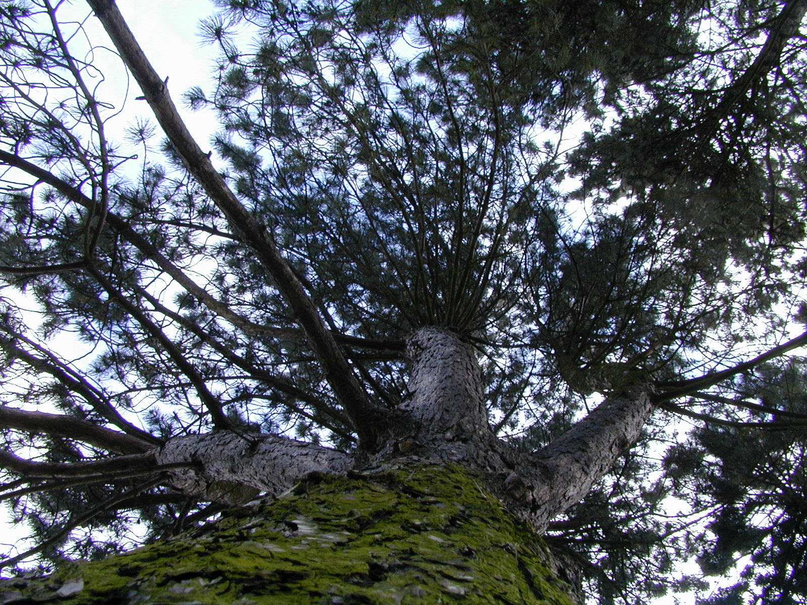 A Scots Pine