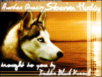 Breed Template - Sibe Husky