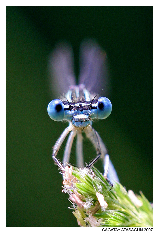 BLUE GLASS-EYE