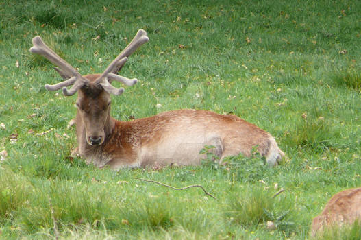 Stag