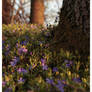 Flowers and a tree