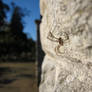 Spider on the Wall