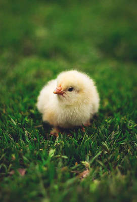 Cute chick