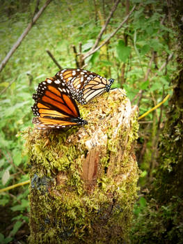 Mariposa Monarca