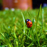 Coccinelle dans l'herbe