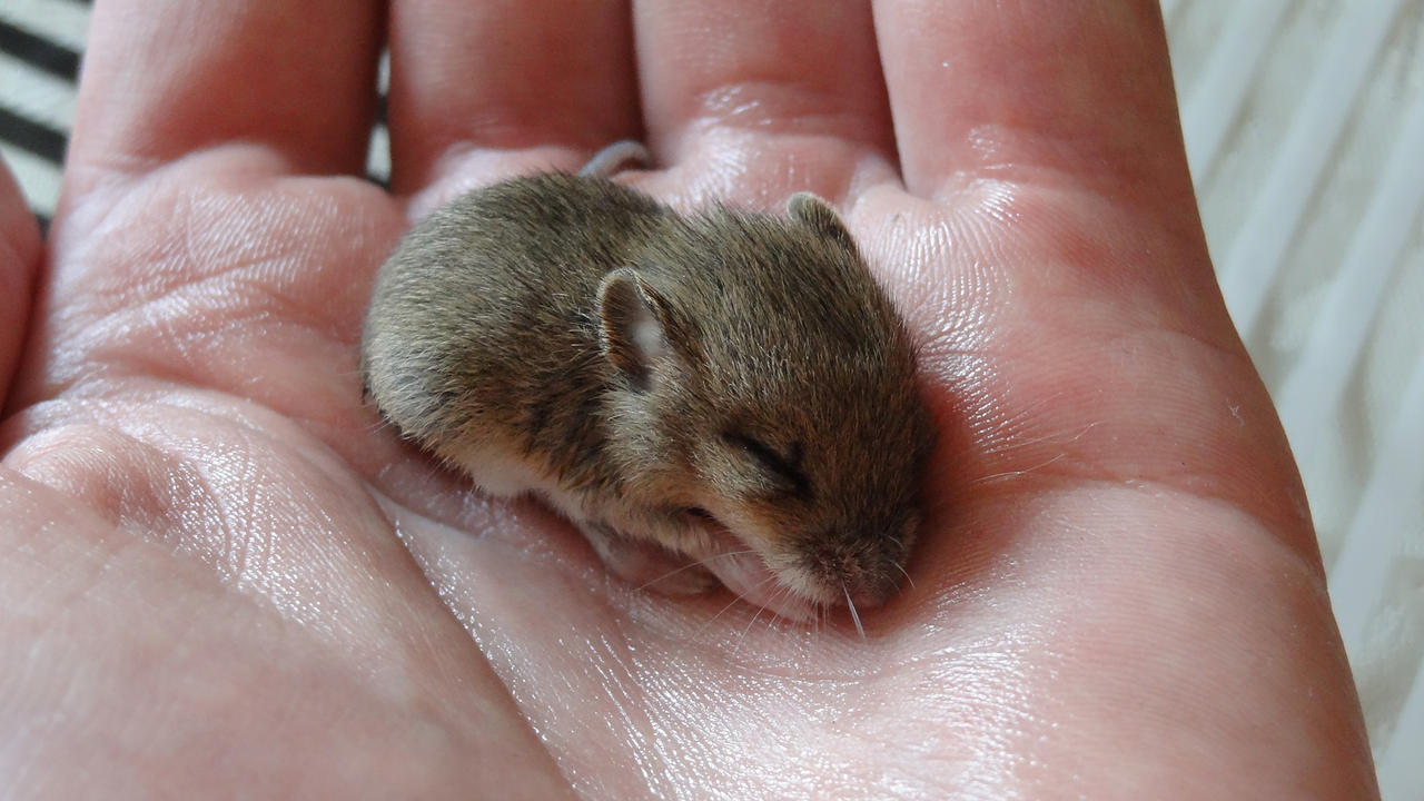 Bebe Mulot By Eco6org On Deviantart Bebe Mulot By Eco6org On Deviantart