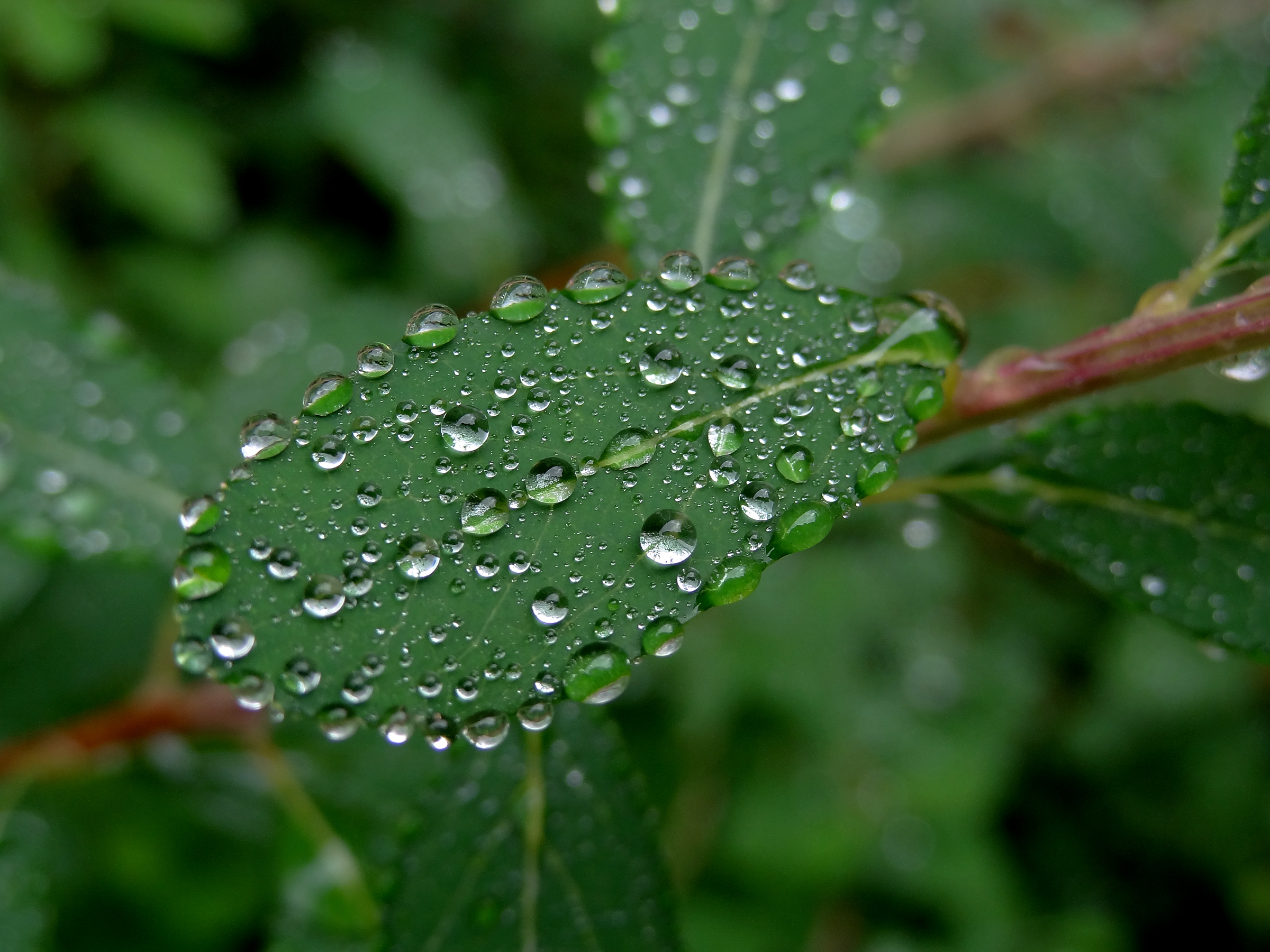 Water drops on leaves 21