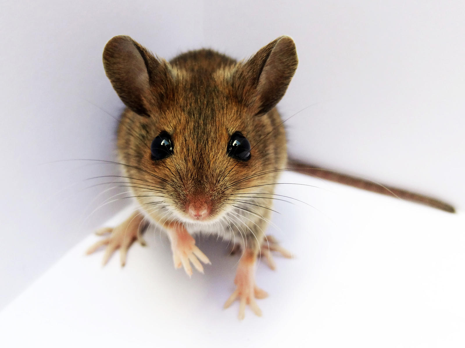 Mulot 4 By Eco6org On Deviantart Mulot 4 By Eco6org On Deviantart