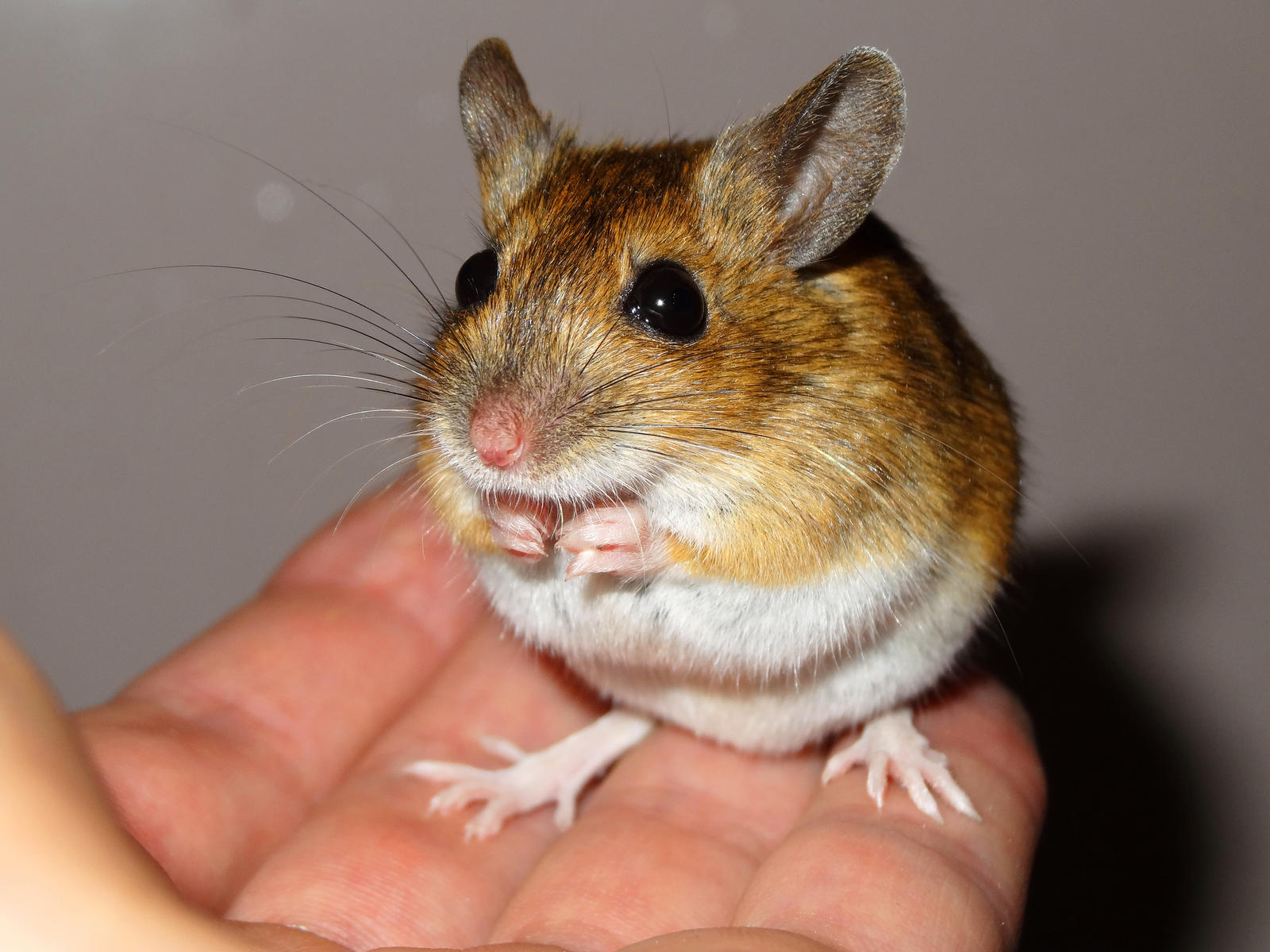 Mulot 9 Photo En Hd 4k By Eco6org On Deviantart Mulot 9 Photo En Hd 4k By Eco6org On Deviantart