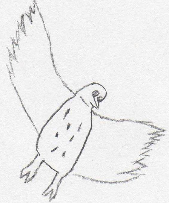 Falgor by Ryachi on DeviantArt