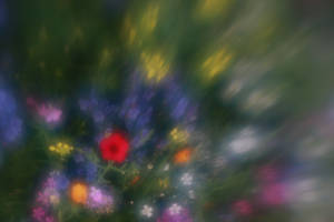 Flowers Through Lensbaby