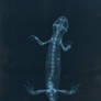 Fire Salamander - Radiograph