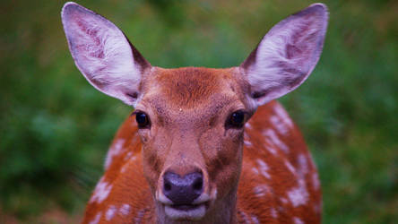 Deer, Novosibirsk zoo.