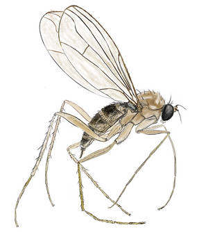 Long-leeged Fly