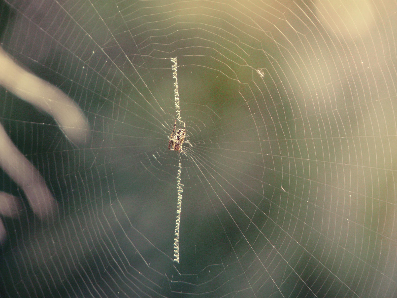 Garden Spider