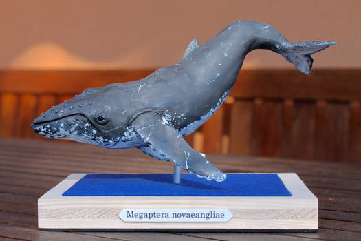 Humpback whale