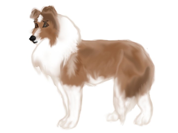 Rough Collie