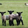 Spring Lambs