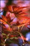 Maple leaves by GravityLens
