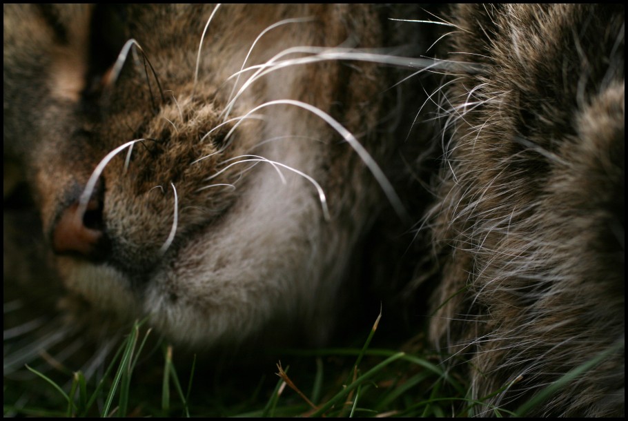 The cat's whiskers