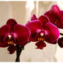 Orchid