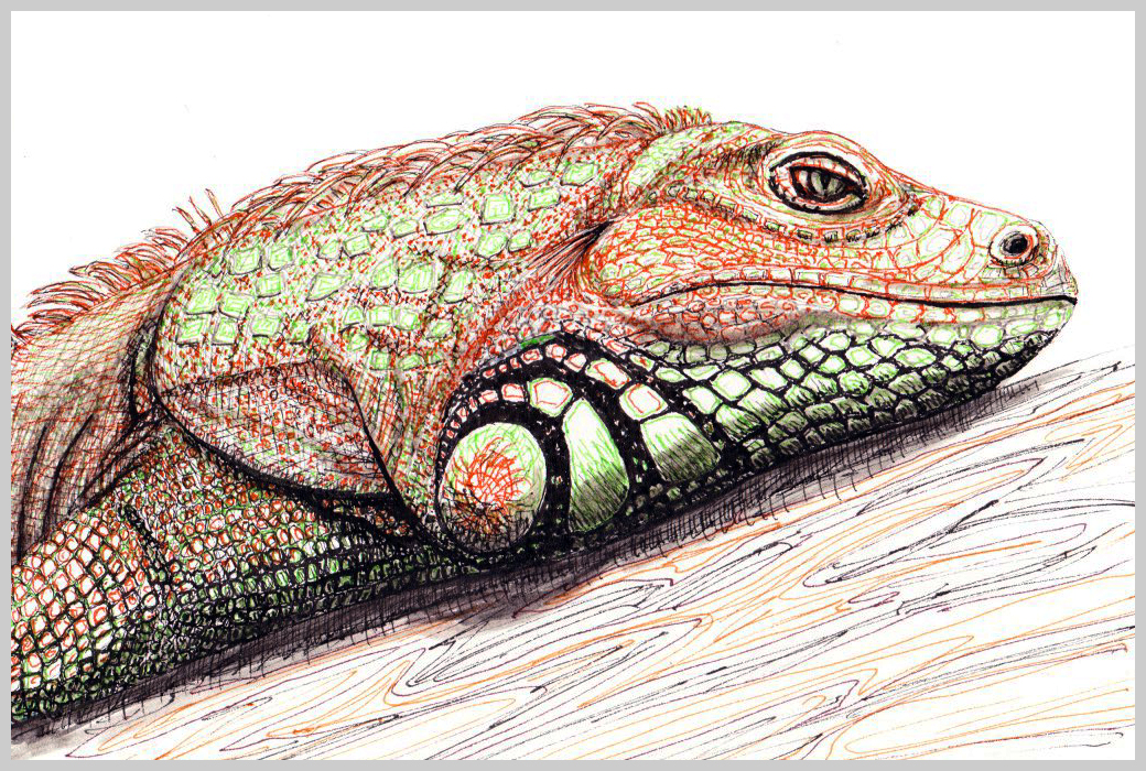 Iguana sketch by GravityLens on DeviantArt