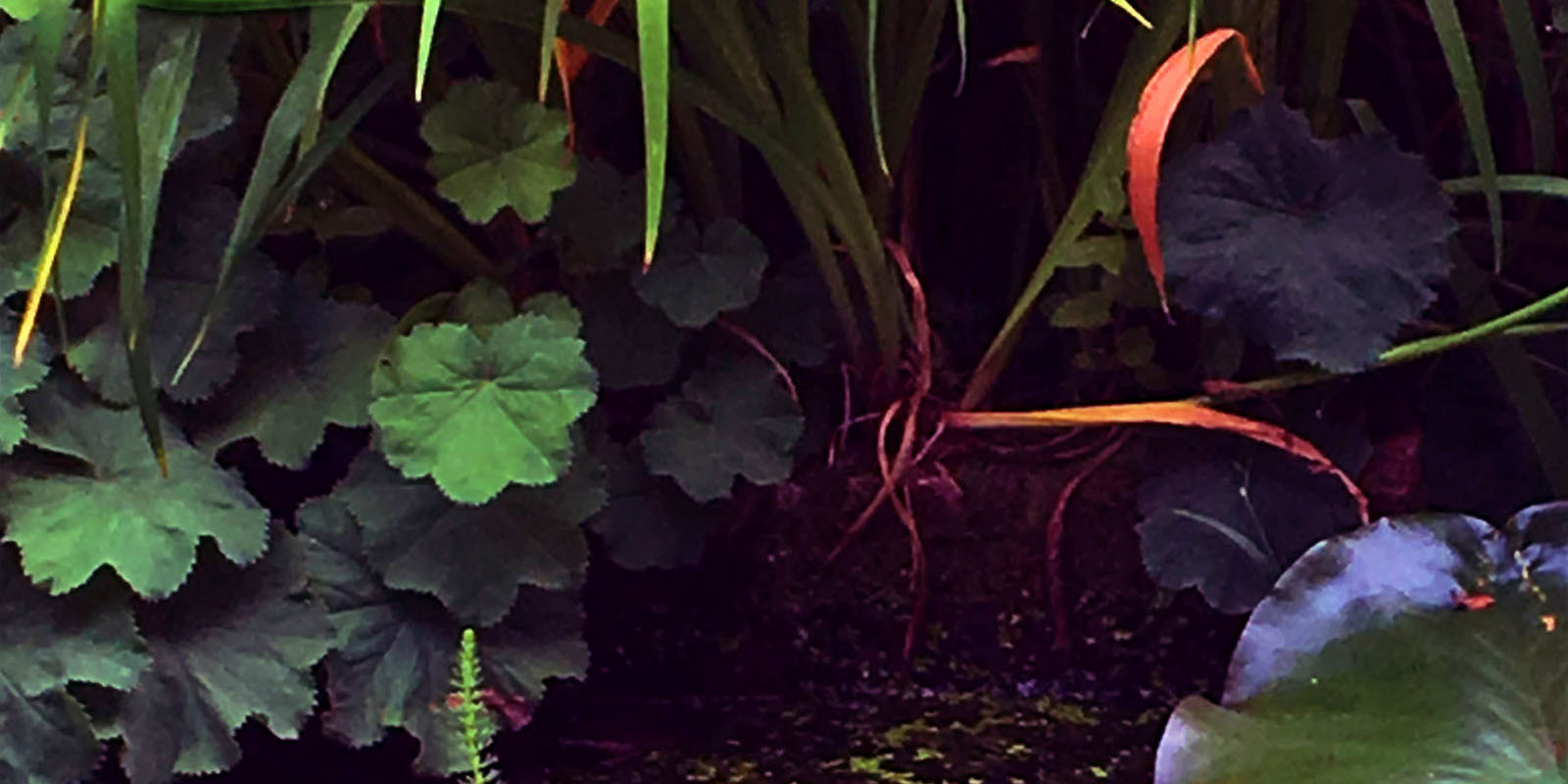 Pond header