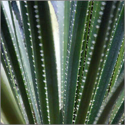 Leaf lines