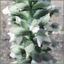 Acanthus