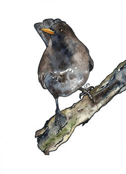 100 Birds: #10 Blackbird