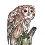 100 Birds: #11 Tawny Owl