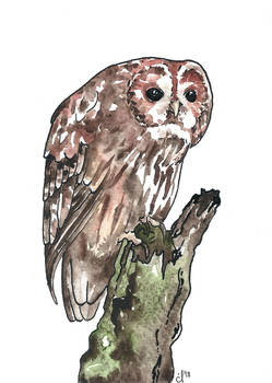 100 Birds: #11 Tawny Owl