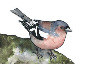 100 Birds: #16 Common Chaffinch