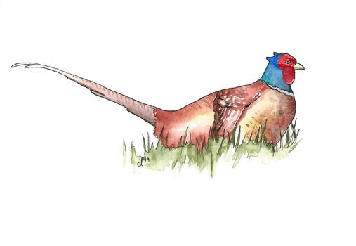 100 Birds: #18 Common Pheasant