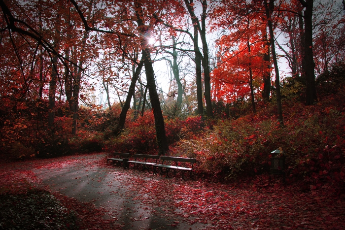 Autumn walks