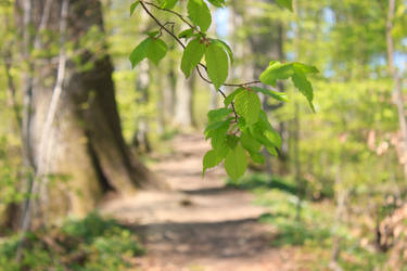 forest in the spring