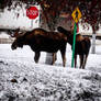 Midtown Anchorage (Rough Neighborhood)