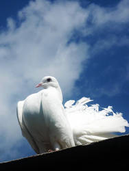 white bird by ag1y