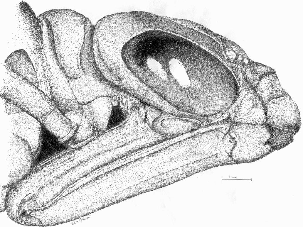 Dragonfly Nymph 1 By Denmarkpfp On Deviantart