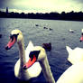 Swan Lake