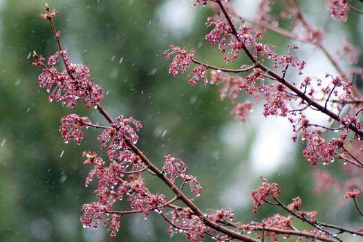 Spring Rain