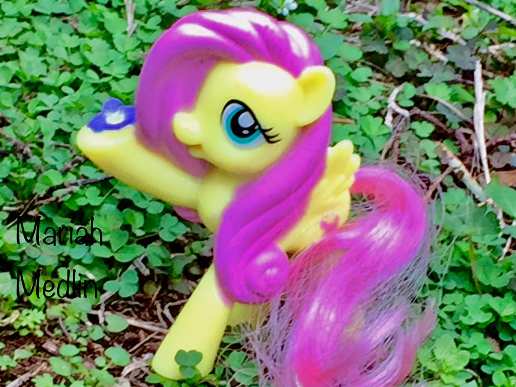 Flutterdaisy Fluttershy's Flower by LittleYoungOne on DeviantArt