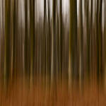 Forest Impression by DpressedSoul